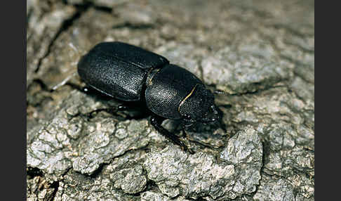 Balkenschröter (Dorcus parallelopipedus)