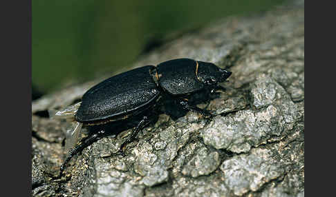 Balkenschröter (Dorcus parallelopipedus)