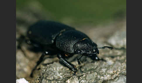 Balkenschröter (Dorcus parallelopipedus)