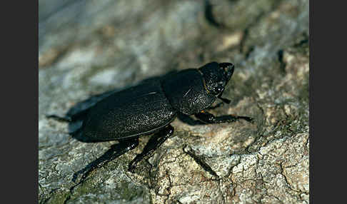 Balkenschröter (Dorcus parallelopipedus)