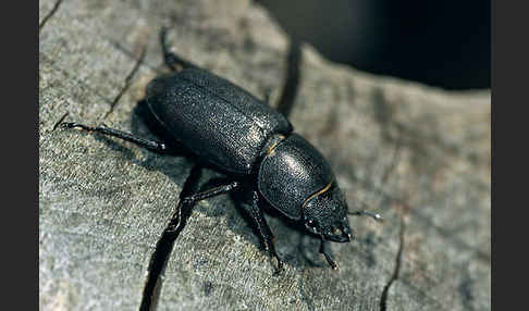 Balkenschröter (Dorcus parallelopipedus)