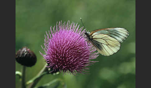 Baumweißling (Aporia crataegi)