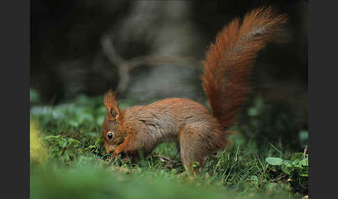 Eichhörnchen (Sciurus vulgaris)