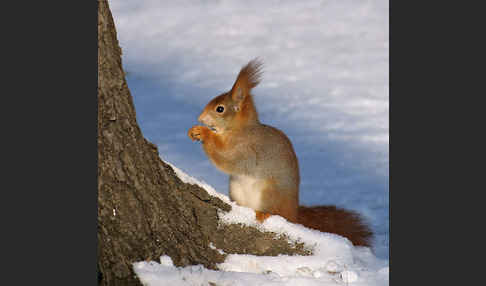 Eichhörnchen (Sciurus vulgaris)