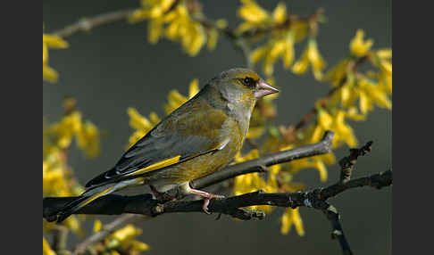 Grünfink (Carduelis chloris)