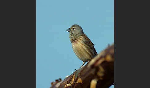 Bluthänfling (Acanthis cannabina)