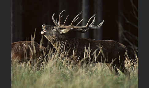 Rotwild (Cervus elaphus)