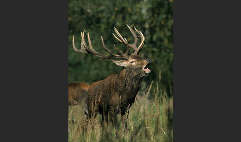 Rotwild (Cervus elaphus)