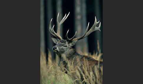 Rotwild (Cervus elaphus)