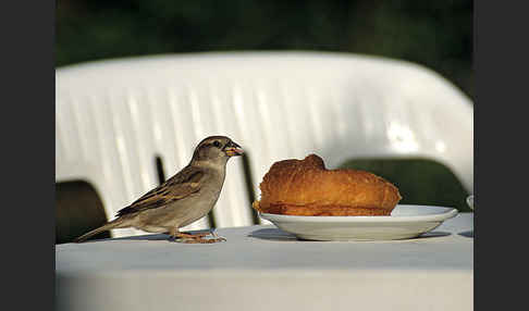 Haussperling (Passer domesticus)