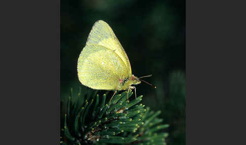 Hochmoor-Gelbling (Colias palaeno)