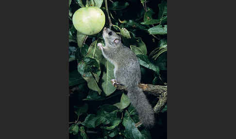 Siebenschläfer (Glis glis)