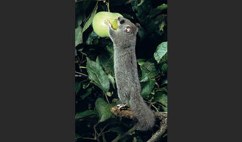 Siebenschläfer (Glis glis)