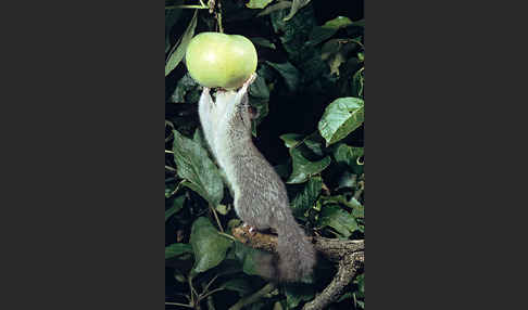 Siebenschläfer (Glis glis)