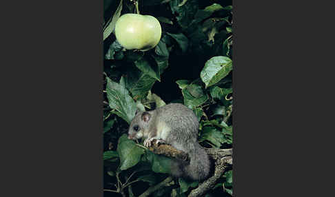 Siebenschläfer (Glis glis)