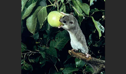 Siebenschläfer (Glis glis)