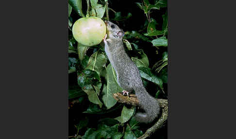 Siebenschläfer (Glis glis)