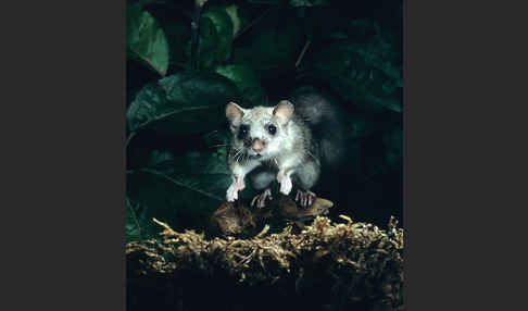 Siebenschläfer (Glis glis)