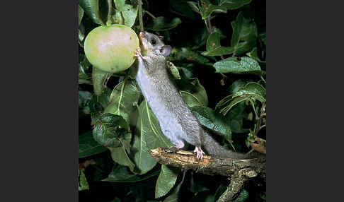 Siebenschläfer (Glis glis)