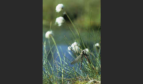 Hochmoor-Mosaikjungfer (Aeshna subarctica elisabethae)