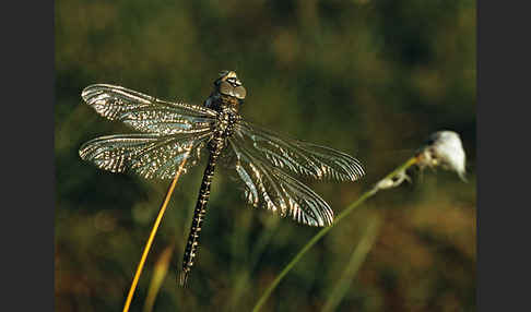 Hochmoor-Mosaikjungfer (Aeshna subarctica elisabethae)