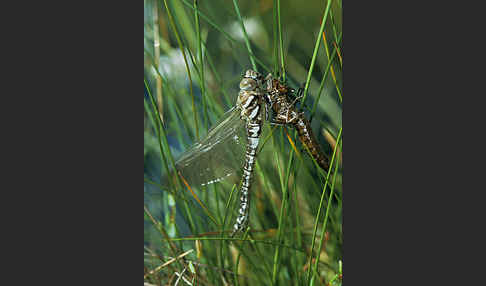 Hochmoor-Mosaikjungfer (Aeshna subarctica elisabethae)