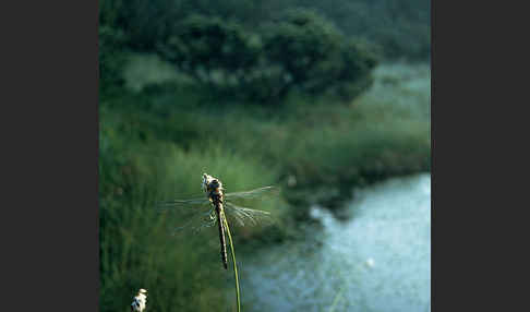 Hochmoor-Mosaikjungfer (Aeshna subarctica elisabethae)