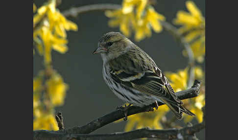 Erlenzeisig (Carduelis spinus)