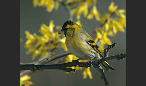 Erlenzeisig (Carduelis spinus)