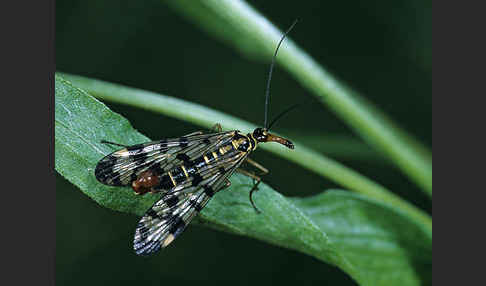 Skorpionsfliege spec. (Panorpa spec.)