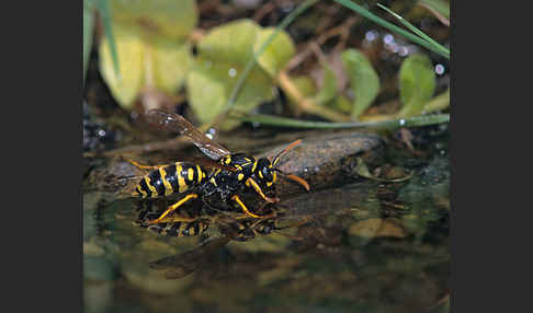 Französische Feldwespe (Polistes dominulus)