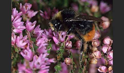 Steinhummel (Bombus lapidarius)