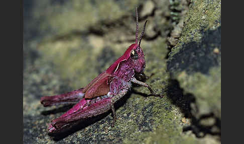 Grashüpfer spec. (Chorthippus spec.)