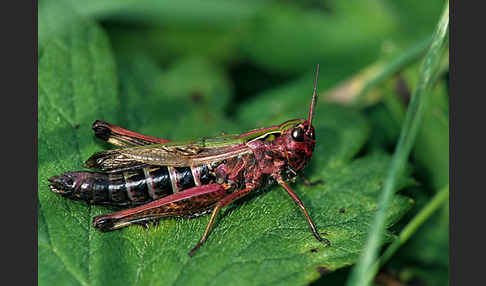 Panzers Grashüpfer (Stenobothrus lineatus)