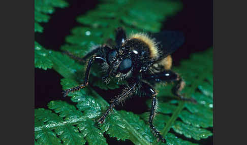 Gelbe Mordfliege (Laphria flava)