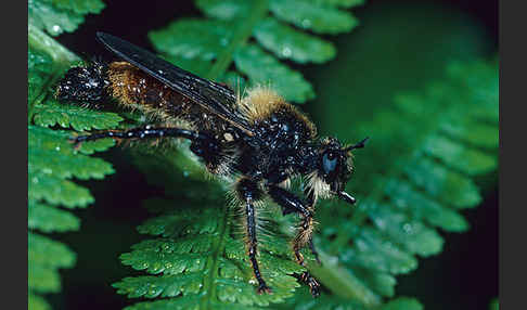 Gelbe Mordfliege (Laphria flava)