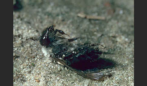 Weiden-Sandbiene (Andrena vaga)