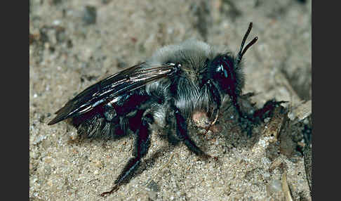 Weiden-Sandbiene (Andrena vaga)