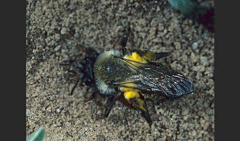 Weiden-Sandbiene (Andrena vaga)