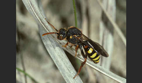 Rothaarige Wespenbiene (Nomada lathburiana)