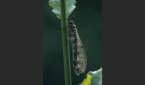 Ameisenjungfer spec. (Myrmeleontidae spec.)