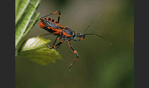 Raubwanze (Rhinocoris spec.)