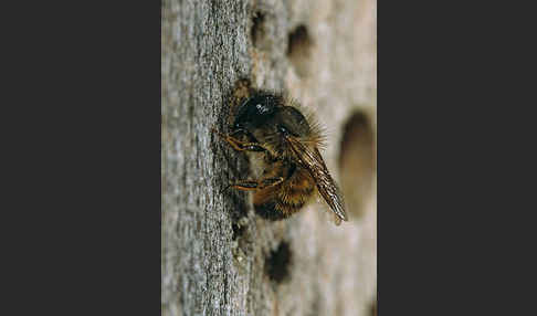 Rote Mauerbiene (Osmia bicornis)