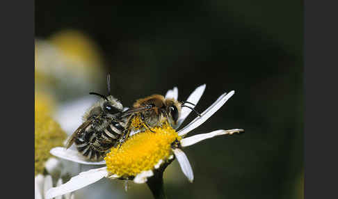 Gemeine Seidenbiene (Colletes daviesanus)