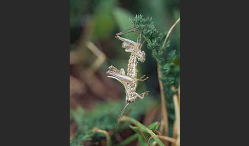 Grashüpfer spec. (Chorthippus spec.)