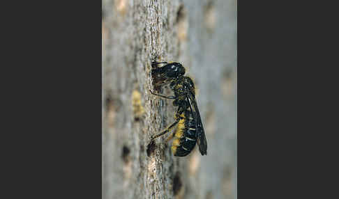 Löcherbiene (Heriades truncorum)