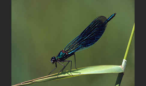 Gebänderte Prachtlibelle (Calopteryx splendens)