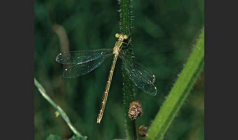 Südliche Binsenjungfer (Lestes barbarus)