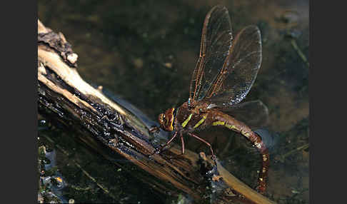 Braune Mosaikjungfer (Aeshna grandis)