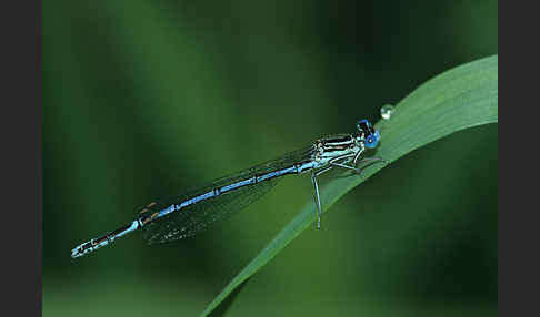 Federlibelle (Platycnemis pennipes)